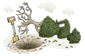 Illustration of an uprooted shrub in the shape of a woman - humorous line drawing by Michel Streich